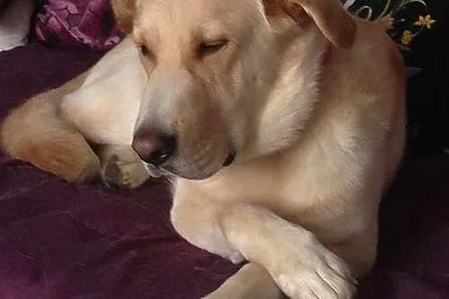 Drago labrador po przejściach szuka domu
