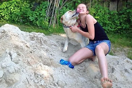 Drago labrador po przejściach szuka domu