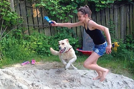 Drago labrador po przejściach szuka domu