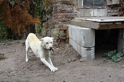 MAX  pomóż zerwać  łańcuch i  podaruj dom,  dolnoś