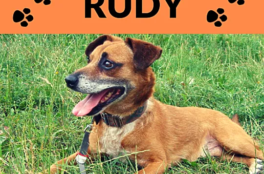 Rudy-wesoły, pogodny,szczepiony,towarzyski psiak,7