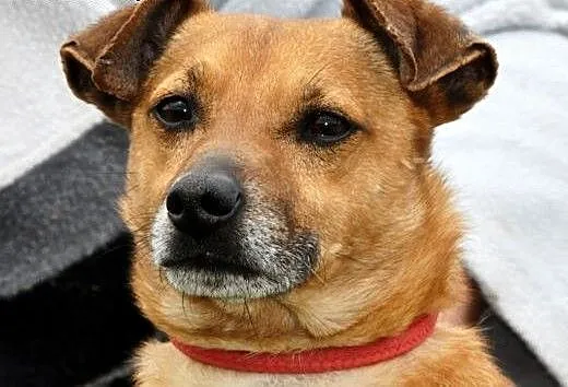 Karmi kochany, niewielki, łagodny psiak ADOPCJA,