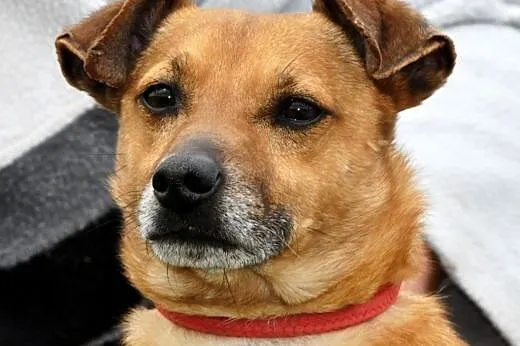 Karmi kochany, niewielki, łagodny psiak ADOPCJA,  