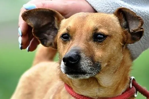 Karmi kochany, niewielki, łagodny psiak ADOPCJA,  