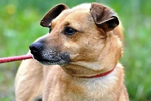 Karmi kochany, niewielki, łagodny psiak ADOPCJA,  