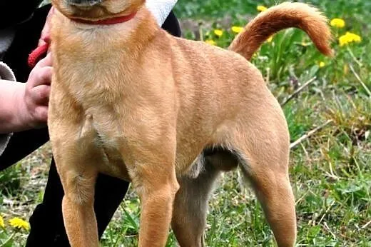 Karmi kochany, niewielki, łagodny psiak ADOPCJA,  