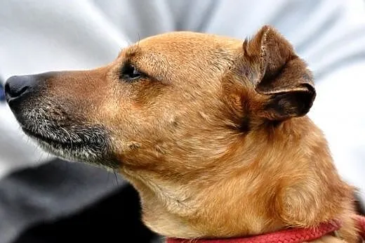 Karmi kochany, niewielki, łagodny psiak ADOPCJA,  