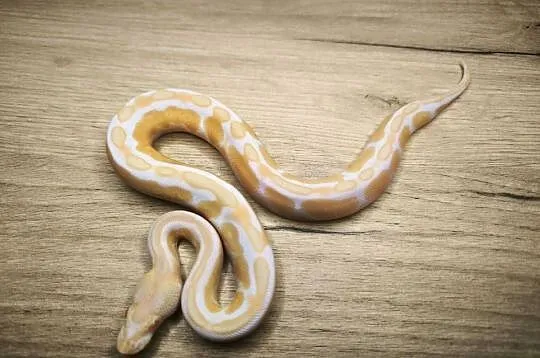 Pyton królewski Enchi Black Pastel poss Mahogany Albino
