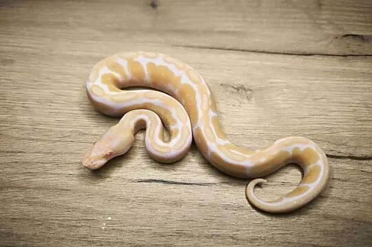 Pyton królewski Enchi Black Pastel poss Mahogany Albino, Mazowieckie, Makowiec