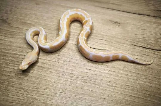 Pyton królewski Enchi Black Pastel poss Mahogany Albino, Mazowieckie, Makowiec