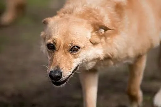 BALBINA spokojna, leniuszka na domową kanapę,  dol