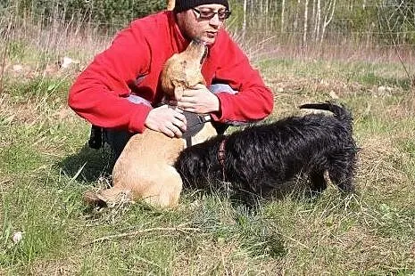 BAŚCIK - nisko zawieszony Toba będzie ucieszony,  