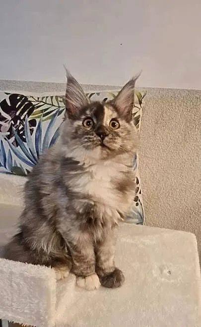 Maine Coon - Piękna Wanessa ! Po importach !, Dolnośląskie, Wińsko