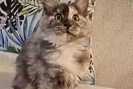 Maine Coon - Piękna Wanessa ! Po importach !