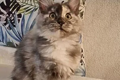 Maine Coon - Piękna Wanessa ! Po importach !, Dolnośląskie, Wińsko