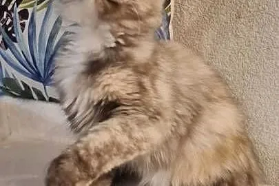 Maine Coon - Piękna Wanessa ! Po importach !, Dolnośląskie, Wińsko