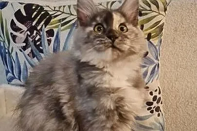 Maine Coon - Piękna Wanessa ! Po importach !, Dolnośląskie, Wińsko