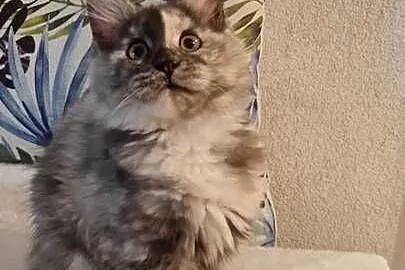 Maine Coon - Piękna Wanessa ! Po importach !, Dolnośląskie, Wińsko