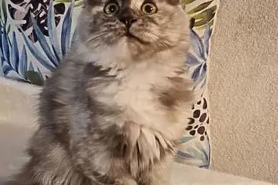 Maine Coon - Piękna Wanessa ! Po importach !, Dolnośląskie, Wińsko