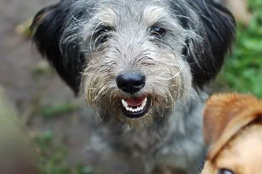 Betti - malutka sunia do adopcji ,  Kundelki cała 