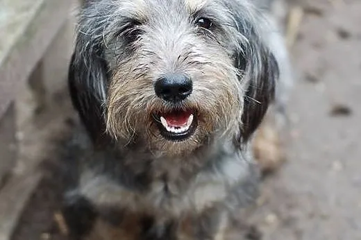 Betti - malutka sunia do adopcji ,  Kundelki cała 
