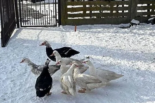 Sprzedam kaczki, Łódzkie, Karolinów