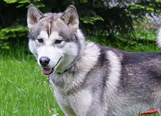 Hassan roczny alaskan malamute ADOPCJA, mazowieck