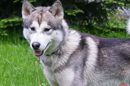 Hassan roczny alaskan malamute ADOPCJA, mazowieckie Warszawa