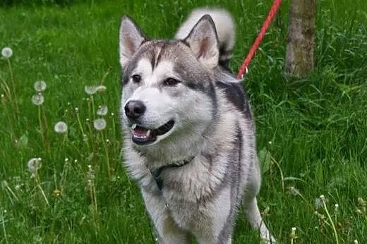 Hassan roczny alaskan malamute ADOPCJA,  mazowieck