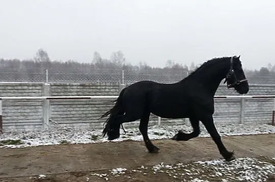 Stanówka Ogierem Fryzyjskim EZE 80 PKT.