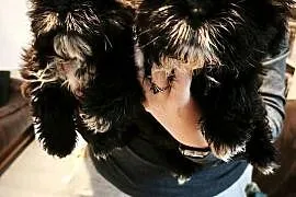 Szczenięta Shih-tzu lwia ferajna