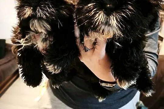 Szczenięta Shih-tzu lwia ferajna