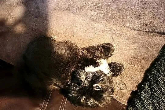 Szczenięta Shih-tzu lwia ferajna, Podkarpackie, Bircza