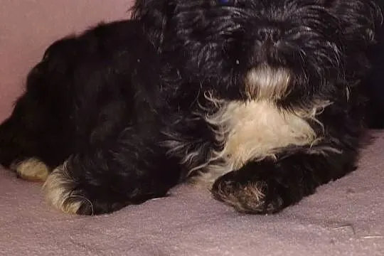 Szczenięta Shih-tzu lwia ferajna, Podkarpackie, Bircza