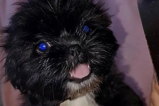 Szczenięta Shih-tzu lwia ferajna, Podkarpackie, Bircza