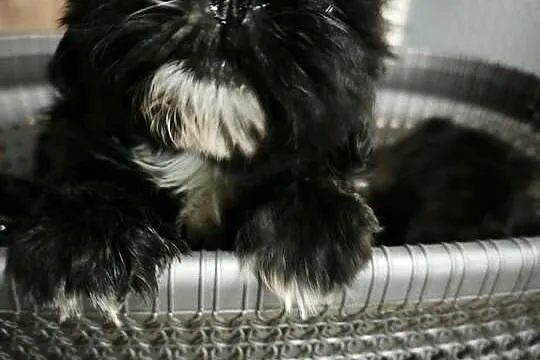 Szczenięta Shih-tzu lwia ferajna, Podkarpackie, Bircza