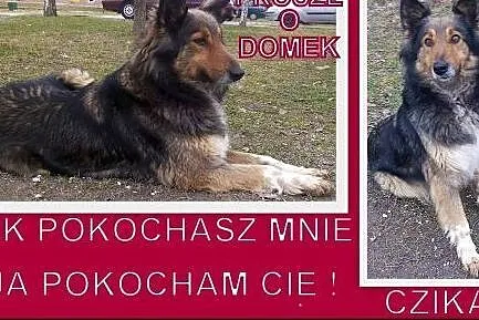 Czika, trzyletnia sunia śliczna,  łódzkie Sieradz