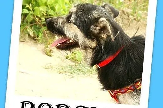 10mies.suczka,mała,wesoła,łagodna ROBCIA.Adopcja,  łódzkie Łódź