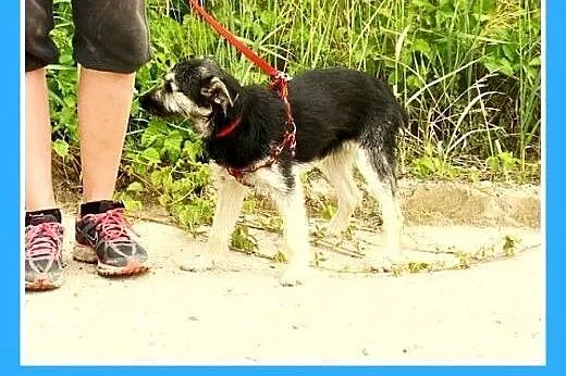 10mies.suczka,mała,wesoła,łagodna ROBCIA.Adopcja, 