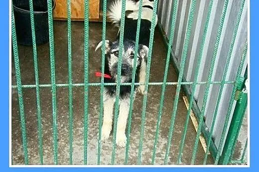 10mies.suczka,mała,wesoła,łagodna ROBCIA.Adopcja, 