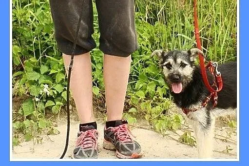 10mies.suczka,mała,wesoła,łagodna ROBCIA.Adopcja, 