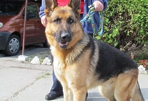 Bruno - piękny owczarek do adopcji, dolnośląskie