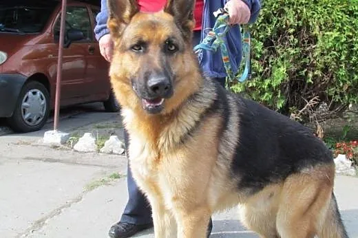 Bruno - piękny owczarek do adopcji, dolnośląskie Wrocław