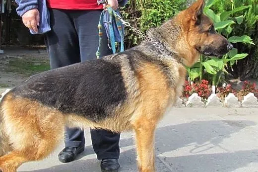 Bruno - piękny owczarek do adopcji,  dolnośląskie 
