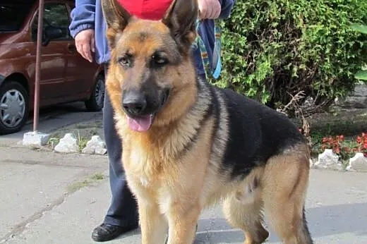 Bruno - piękny owczarek do adopcji,  dolnośląskie 