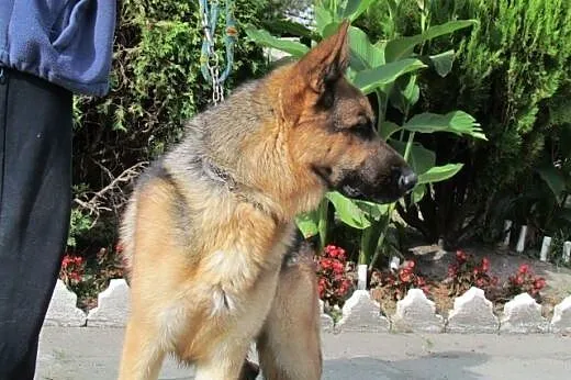 Bruno - piękny owczarek do adopcji,  dolnośląskie 