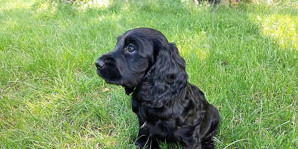 Cocker Spaniel Angielski -Czarne Cuda, Lubelskie, Basonia