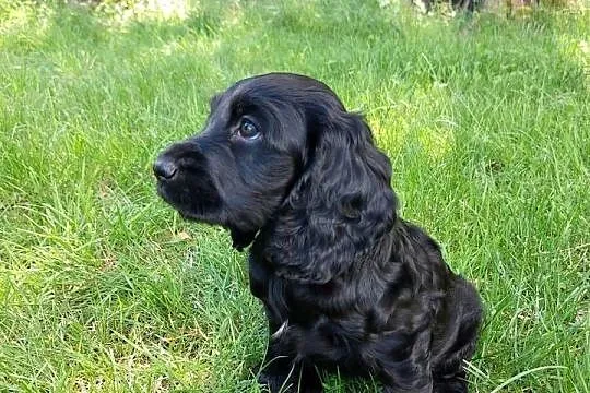 Cocker Spaniel Angielski -Czarne Cuda, Lubelskie, Basonia