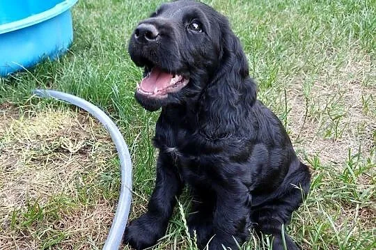 Cocker Spaniel Angielski -Czarne Cuda, Lubelskie, Basonia
