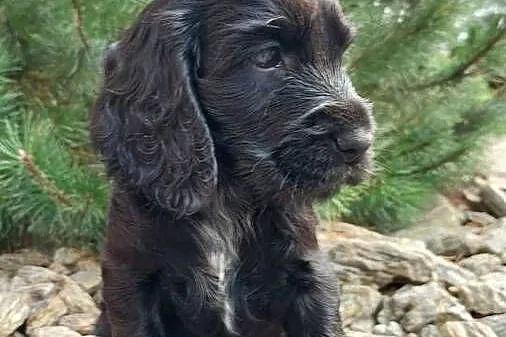 Cocker Spaniel Angielski -Czarne Cuda, Lubelskie, Basonia